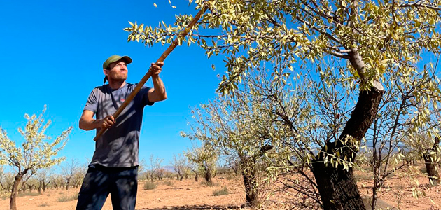 Una docena de cooperativas de la almendra comienza la campaña en Granada con previsiones al alza