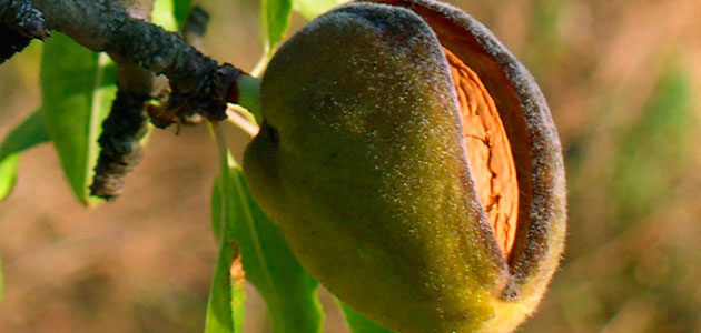 Un proyecto estructurará el sector de la almendra ecológica en Navarra