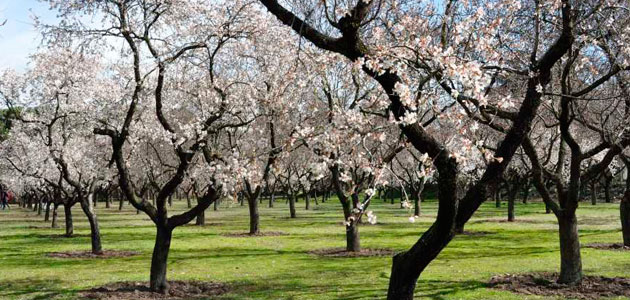 El Instituto de Agricultura Sostenible evaluará los nuevos sistemas productivos del almendro