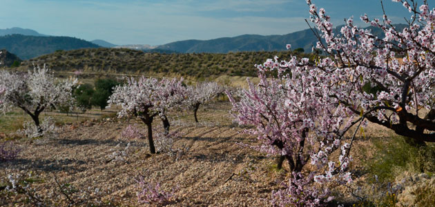 La almendricultura como alternativa y complemento a la olivicultura, a debate en un diálogo on line