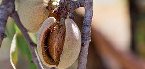 Productos fitosanitarios con piretrinas, autorizados para luchar contra la Xylella fastidiosa