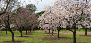 La introducción de plantas perennes entre almendros en secano ayuda a mitigar el cambio climático