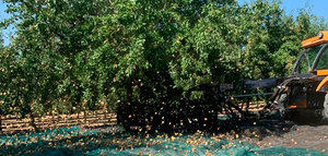 Comienza la recolección del almendro en la provincia de Córdoba
