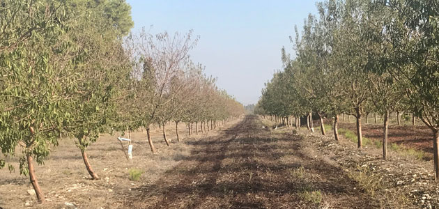 El almendro reduce la histórica tendencia de crecimiento de la olivicultura