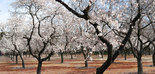 Control invernal de enfermedades y plagas en el almendro