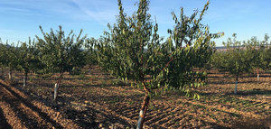 Un estudio establece el nivel de riego adecuado para un cultivo del almendro más rentable y sostenible