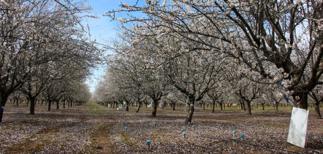 La restricción total de riego por la sequía amenazaría a las plantaciones de almendro