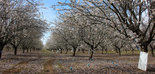 La restricción total de riego por la sequía amenazaría a las plantaciones de almendro