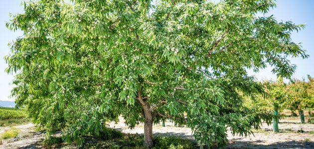 El CSIC enviará a Ucrania dos variedades de almendro de floración extra-tardía para su multiplicación y cultivo