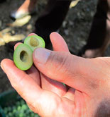 Arranca la campaña 2016/17 de la DOP Aceituna Aloreña de Málaga