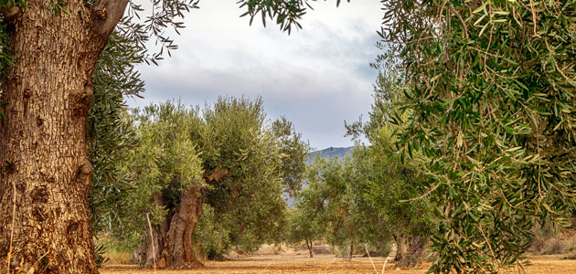 Estimación de la producción en la Cuenca Mediterránea en la campaña 2023/24