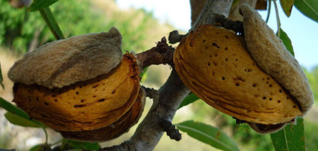 Alertan de la 'grave' situación de la almendra ante la paralización del mercado y el crecimiento de las importaciones