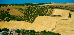 Impacto del cambio climático sobre el olivar andaluz