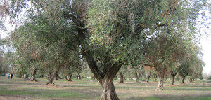 La Junta confirma la erradicación de la Xylella fastidiosa en Andalucía