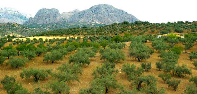 Los desafíos del sector del olivar ante la nueva PAC