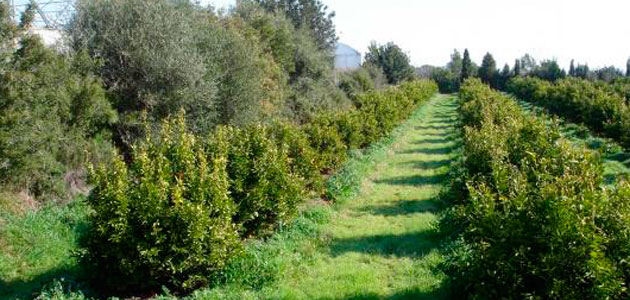 Andalucía supera en casi cinco puntos el objetivo de producción ecológica fijado por la UE para 2030