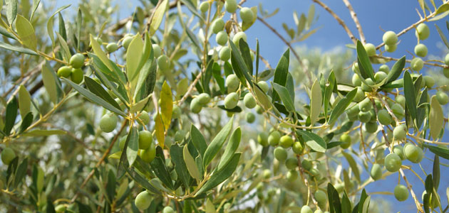 La variedad de olivo determina la concentración de antioxidantes del orujo