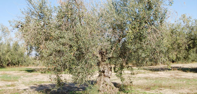 ¿Cuáles son las variedades de olivo más resistentes a la antracnosis?