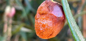 Expertos abordan en el curso "Oliventura" cómo combatir la antracnosis en el olivar