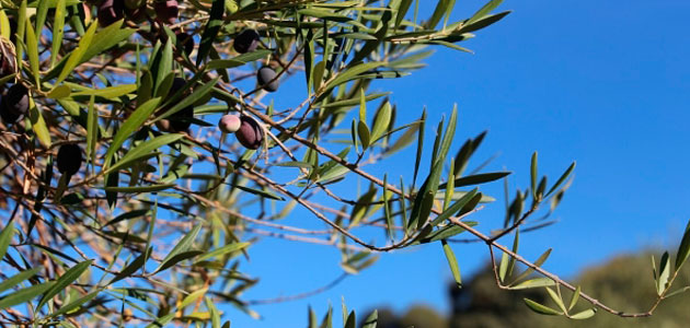 Profundizan en la biodiversidad del hongo que causa la antracnosis del olivo