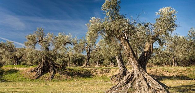 Apadrinaunolivo: diez años de pasión, comunidad y compromiso con el futuro del medio rural
