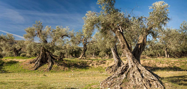 Olivares tradicionales: cómo y por qué protegerlos