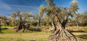 El proyecto Apadrina Un Olivo ha recuperado más de 7.000 olivos del olivar centenario de Oliete (Teruel)