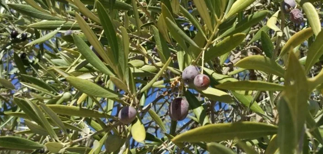 Apag Extremadura Asaja adivierte de que la sequía amenaza la campaña de aceituna en la región