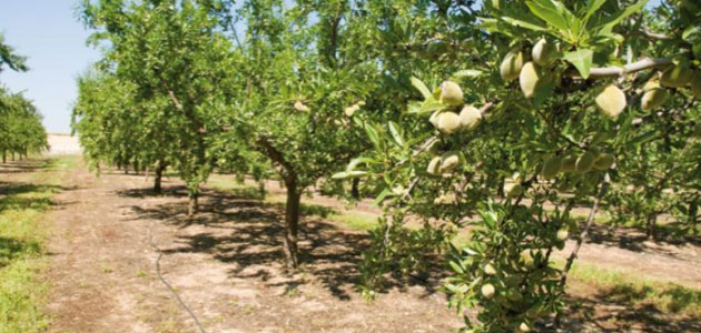 Incorporan una aplicación móvil adaptada al calendario de riego del almendro en situación de sequía