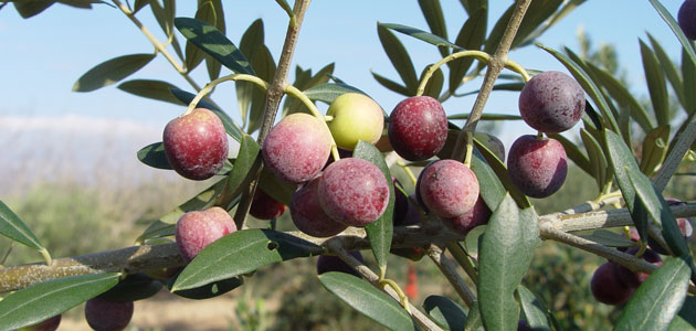 El IRTA desarrolla un proyecto sobre la mejora de la extractabilidad industrial de la variedad arbequina