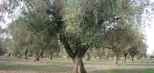 La Mesa de la Sanidad Vegetal de Andalucía se reúne hoy para analizar la situación de la Xylella fastidiosa en la Península