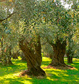 La recogida temprana mejoraría sensiblemente la calidad del aceite en el Altiplano de Granada, según un estudio