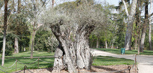 Madrid rinde tributo a sus árboles más singulares, entre ellos un olivo del siglo XIV