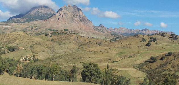 Argelia, un país con un gran potencial para la producción de aceite de oliva