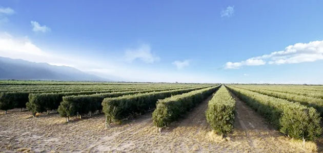 La superficie olivícola en Argentina ocupa 86.000 hectáreas