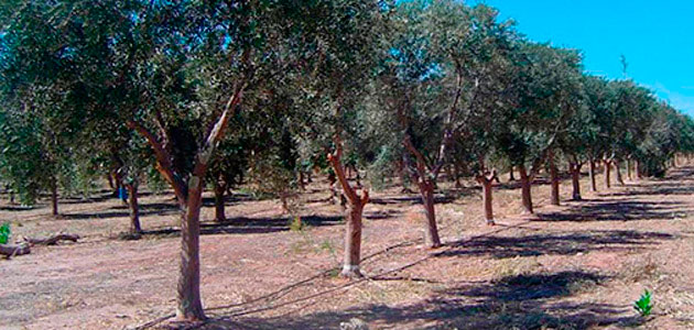 Andalucía y Argentina intercambian experiencias sobre formación e investigación en el cultivo del olivar
