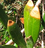 La EFSA actualiza la lista de plantas huésped de la  Xylella fastidiosa