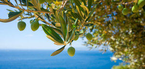 Artolio, un proyecto para ayudar a los pequeños productores de aceite de oliva del Mediterráneo