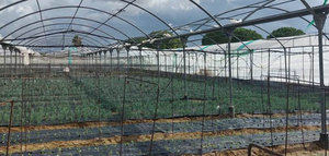 El olivar, entre los cultivos afectados por la borrasca Bernard