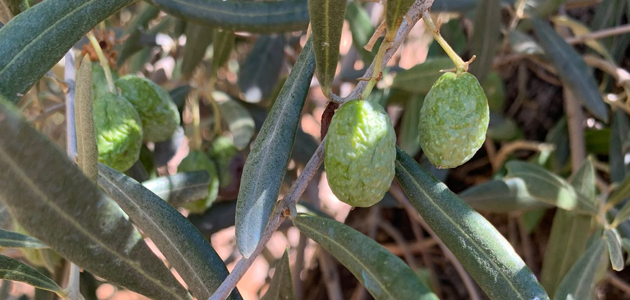 Asaja-Córdoba advierte de la 'crítica' situación del olivar en la provincia