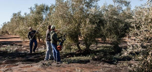Asaja prevé que la producción de aceite de oliva será inferior a las estimaciones iniciales