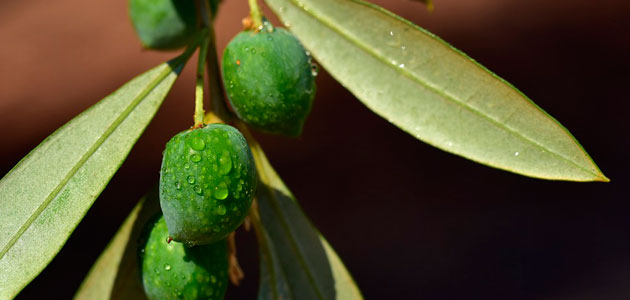 Finaliza 2018 con poco aceite nuevo por el retraso en la recolección y el menor rendimiento graso de la aceituna