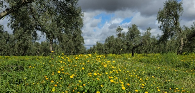 En busca de un modelo innovador de indicadores de biodiversidad en olivar con cubierta vegetal
