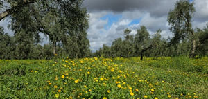 En busca de un modelo innovador de indicadores de biodiversidad en olivar con cubierta vegetal
