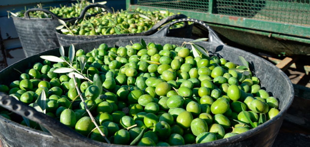 Campaña de aceituna de mesa: Asaja-Sevilla denunciará cualquier incumplimiento de la Ley de la Cadena Alimentaria