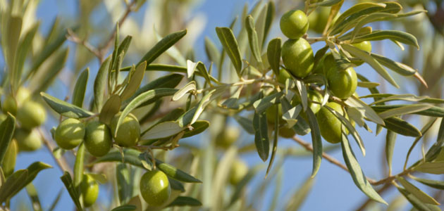 Andalucía somete a información pública el Reglamento de Producción Integrada del Olivar