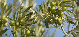 Andalucía somete a información pública el Reglamento de Producción Integrada del Olivar