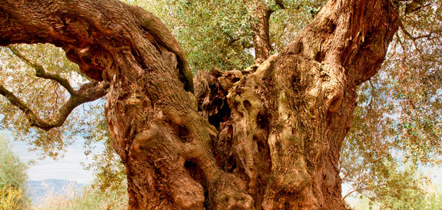 'Oleoturismo en España' e iniciativas con el sector de la aceituna de mesa, próximos proyectos de AEMO