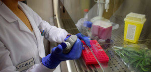 Desarrollan un test genético para la detección temprana de la Xylella fastidiosa