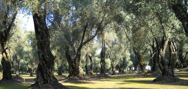 Aceite de orujo de oliva: vocación alimentaria, investigación y sostenibilidad para relanzar el sector en Italia